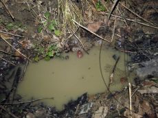 Лягушка-малоазиатская_5